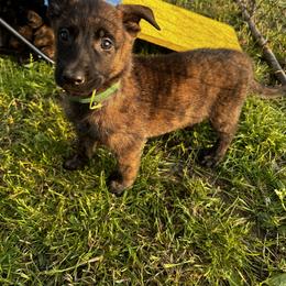 Dutch Shepherd Puppies from Sugar Island Dutch Shepherds