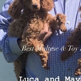 Companion Crosses, Maltese, Maltipoos, and Poodles from GlamPaw Maltipoos