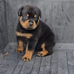 Boy 1 - Black and mahogany male Rottweiler puppy in Holts Summit, Missouri from Hurleyhaus Rottweilers