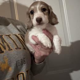 Whalen - Piebald male Dachshund puppy in Cheyenne, Wyoming from Great Basin Hounds