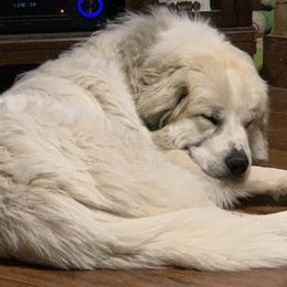 Charlie - Great Pyrenees