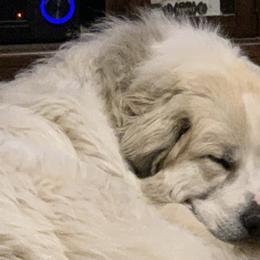 Charlie - Great Pyrenees