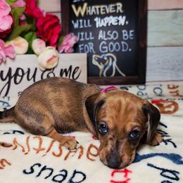 Storm - Dapple female Dachshund puppy in Rio Grande City, Texas from Hounds All Night