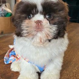Mia - Liver and white female Shih Tzu puppy in Stroudsburg, Pennsylvania from Puppyville Pa Shih Tzu & frenchies