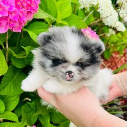 Armani - Blue merle male Pomeranian puppy in Waterloo, Indiana from Garcias Pomeranian