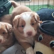 Nova Scotia Duck Tolling Retrievers from PortStar Tollers