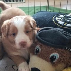 Nova Scotia Duck Tolling Retrievers from PortStar Tollers