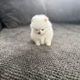 Girl1 - White female Pomeranian puppy in Haines City, Florida from My Baby Poms