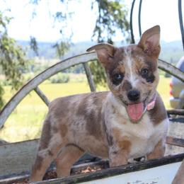 Piano - Red mottled female Australian Cattle Dog puppy in Willamina, Oregon from Cherished Chihuahuas