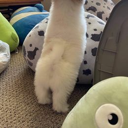Coton de Tulear Puppies from Classy Cotons
