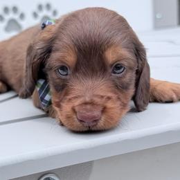 Carter moms European first in group photo - Red male Dachshund puppy in Richmond, Virginia from Irresistible Dachshunds & Cavaliers