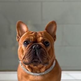 Xerxes - French Bulldog