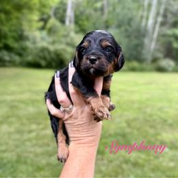 Symphony - Black and tan female Cavapoo puppy in Midland, Michigan from Northern Charm Farm