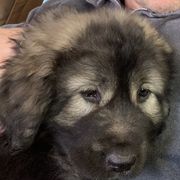 Sarplaninac Puppies from KF Bogy’s Farm, LLC