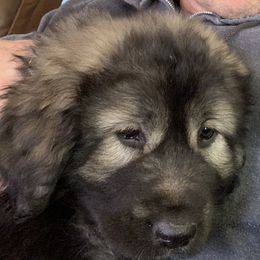 Sarplaninac Puppies from KF Bogy’s Farm, LLC