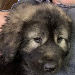 Sarplaninac Puppies from KF Bogy’s Farm, LLC