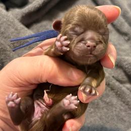 Navy boy - Liver male Shih Tzu puppy in Berkeley Springs, West Virginia from Sandridge Shih Tzus