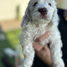 Florence - Cockapoo puppy in Arizona from Copper State Cockapoos