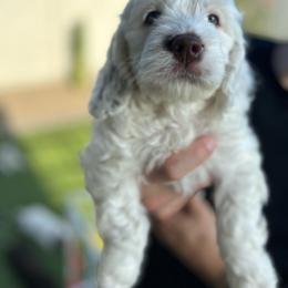 Florence - Cockapoo puppy in Arizona from Copper State Cockapoos