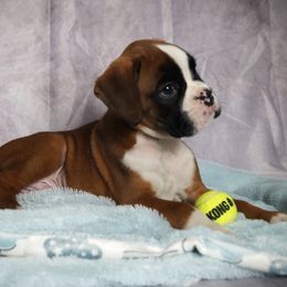 Boxer Puppies from Big Mac Boxers