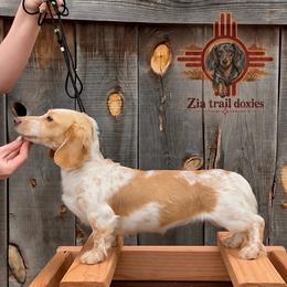River - Dachshund