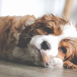 Cavalier King Charles Spaniel and Cavapoo Puppies from Golden Hour Cavapoos
