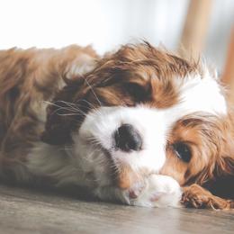 Cavalier King Charles Spaniel and Cavapoo Puppies from Golden Hour Cavapoos