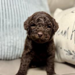 Lilac - Merle female Goldendoodle puppy in Lake City, Florida from Dream Hollow Farm