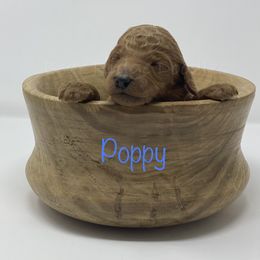 Goldendoodle Puppies from Bear Ridge Doodles