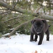 Marvin - Black Carolina Dog puppy in Holly, Michigan from Full Circle Carolina Dogs