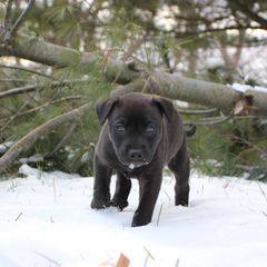 Marvin - Black Carolina Dog puppy in Holly, Michigan from Full Circle Carolina Dogs