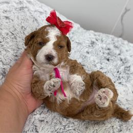 Caprese - Red  female Goldendoodle puppy in Miami, Florida from Jade’s Paws & Co. Of Miami LLC