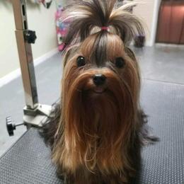 Yorkshire Terrier All Grown Up from Reese's Angelface Yorkies