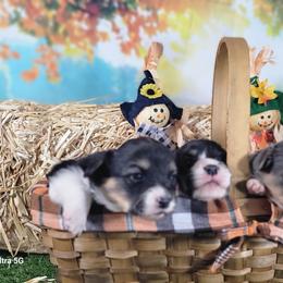 Pembroke Welsh Corgi Puppies from Top-Notch Paws
