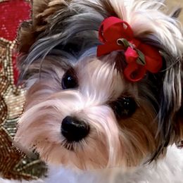 Boston - Biewer Terrier