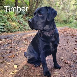 Labrador Retriever All Grown Up from Redfearn Retrievers