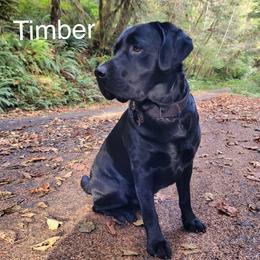 Labrador Retriever All Grown Up from Redfearn Retrievers
