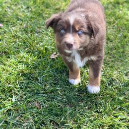 Romeo - Red tri male Miniature Australian Shepherd puppy in California from Eagle River Aussies