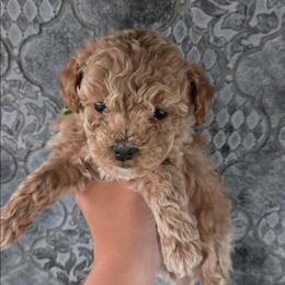 Green Bean - Red  male Poodle puppy in Mapleton, Utah from Caboodles Of Poodles