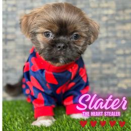 Slater - Black gold and silver male Shih Tzu puppy in San Tan Valley, Arizona from My Puppy Tzu