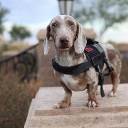Marbles - Dachshund