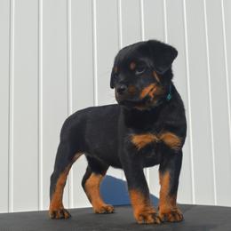 Girl 5 - Black and mahogany female Rottweiler puppy in Ethel, Washington from Titanenheim Rottweilers