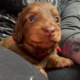 Red collar - Chocolate and tan male Dachshund puppy in Shawnee, Oklahoma from Magic Eagle Miniature Dachshunds