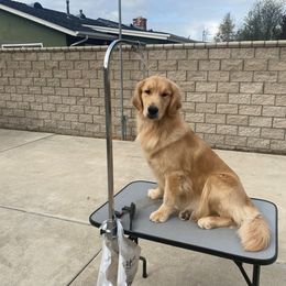"Briton KaraGold's Classy Moving in Style "Mercedes"" Golden Retriever All Grown Up from Briton Goldens