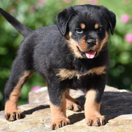 Boy 6 - male Rottweiler puppy in Catawissa, Pennsylvania from Sharp Ridge Rottweilers