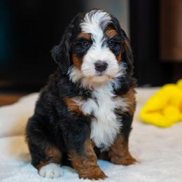 Waldo - Tri-color male Bernedoodle puppy in Dundee, Ohio from Down Home Doodle