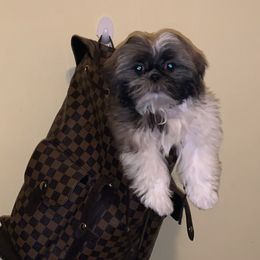 Shih Tzus from Universal Dynasty Kennels