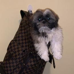 Shih Tzus from Universal Dynasty Kennels