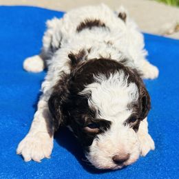 Vegas - Brown roan Lagotto Romagnolo puppy in Guilford County, North Carolina from Explicit Kennel