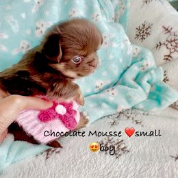 ChocoMousse6000(small) - Chocolate male Chihuahua puppy in Santa Rosa Beach, Florida from Eva's Chihuahua